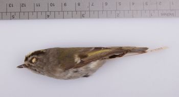Media type: image;   Ornithology 208366